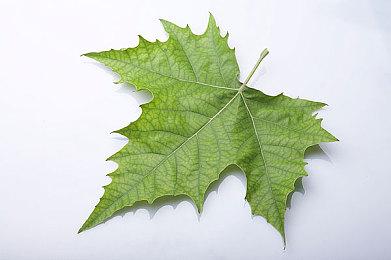 知名日本歌手酸欠少女Sayuri去世 曾因病停止演艺活动修养